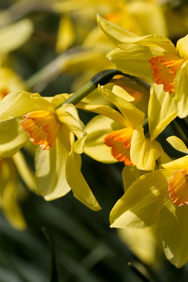Обои цветы, макро, нарциссы, желтые, flowers, macro, daffodils, yellow разрешение 2048x1365 Загрузить