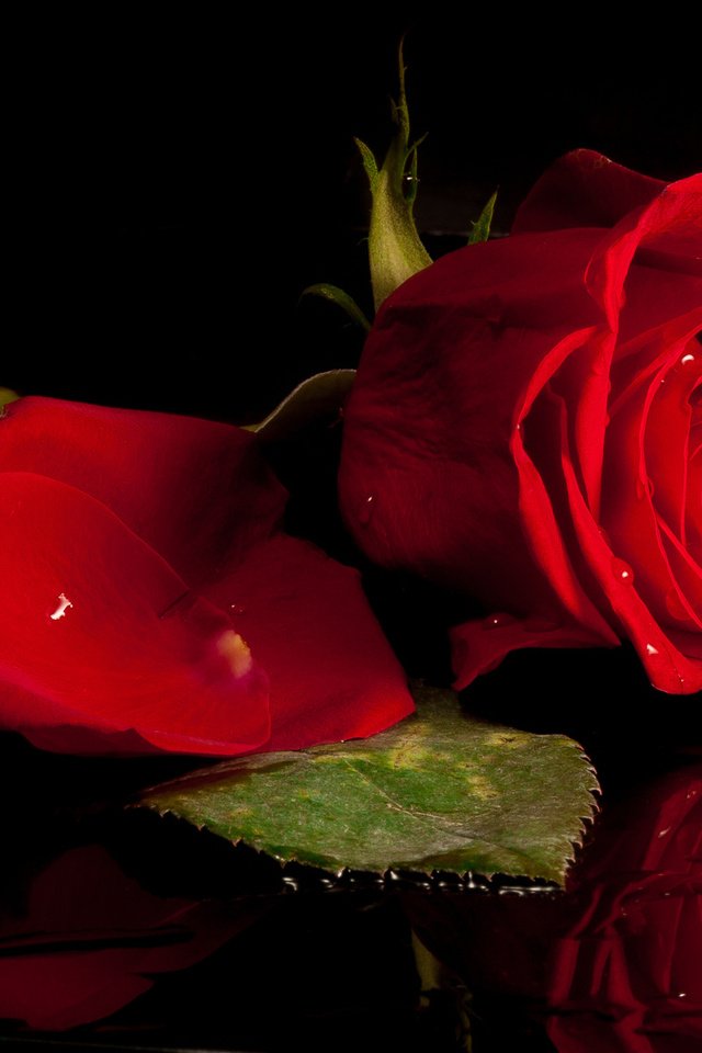 Обои цветок, капли, роза, лепестки, красный, flower, drops, rose, petals, red разрешение 2048x1186 Загрузить