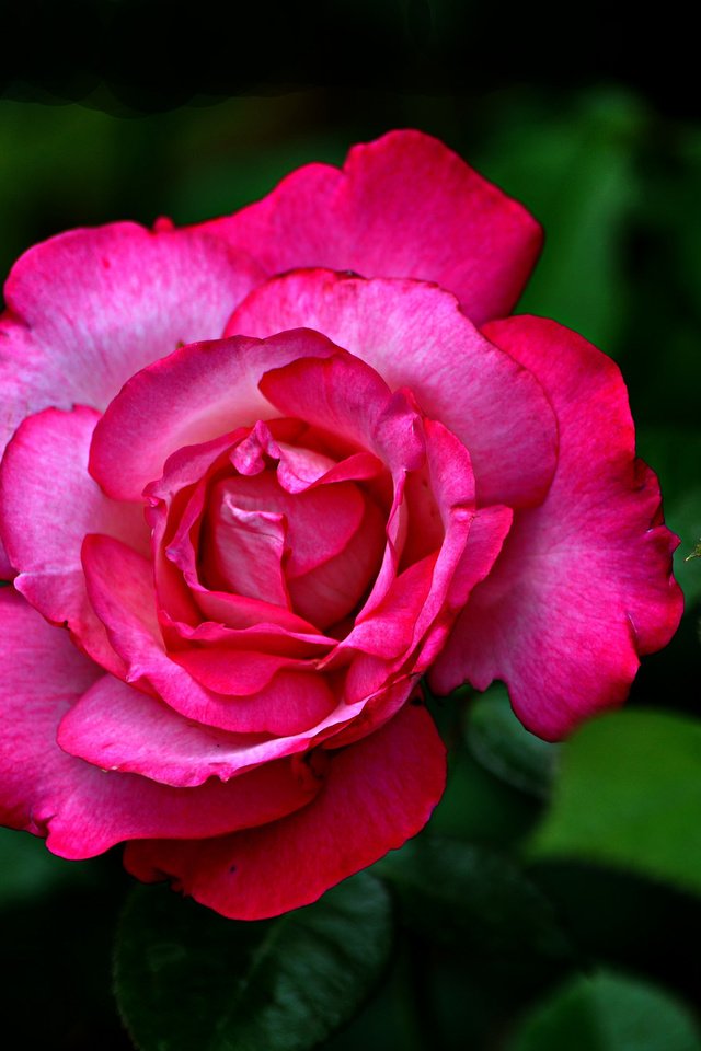 Обои роза, бутон, яркая, rose, bud, bright разрешение 2048x1373 Загрузить