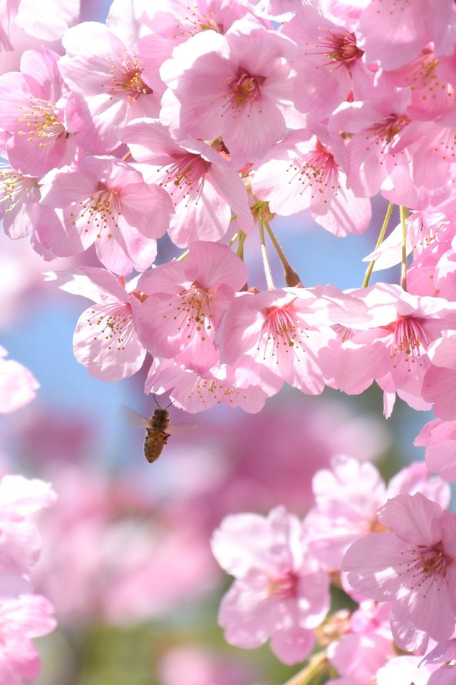 Обои дерево, насекомое, ветки, весна, розовый, вишня, сакура, пчела, tree, insect, branches, spring, pink, cherry, sakura, bee разрешение 2048x1367 Загрузить