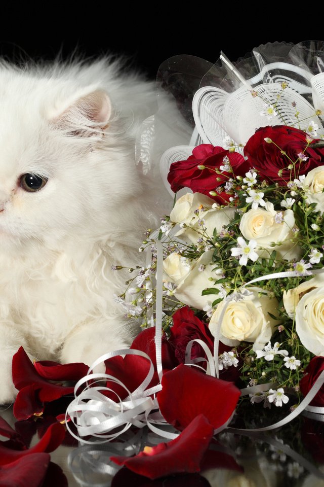 Обои кот, розы, кошка, пушистый, белый, букет, cat, roses, fluffy, white, bouquet разрешение 4368x2912 Загрузить