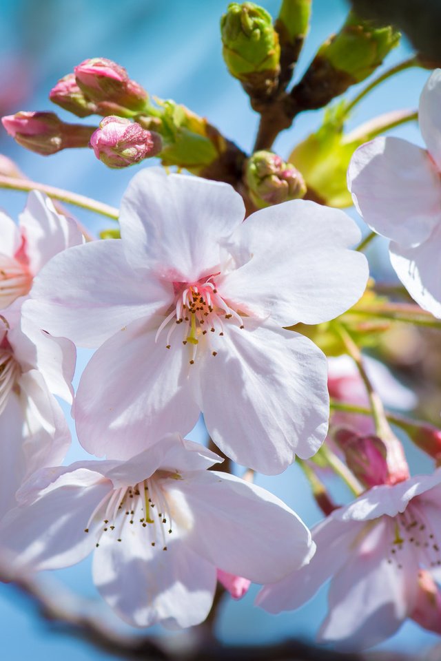 Обои цветение, макро, весна, вишня, сакура, почки, цветки, flowering, macro, spring, cherry, sakura, kidney, flowers разрешение 2048x1365 Загрузить