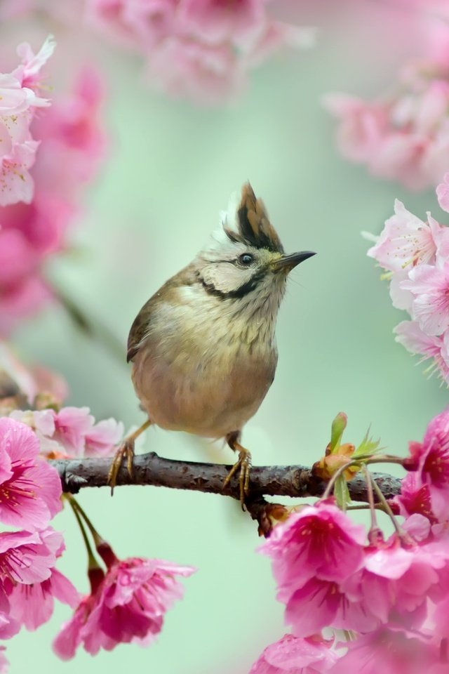 Обои ветка, птица, сакура, юхина, branch, bird, sakura, whine разрешение 2048x1365 Загрузить