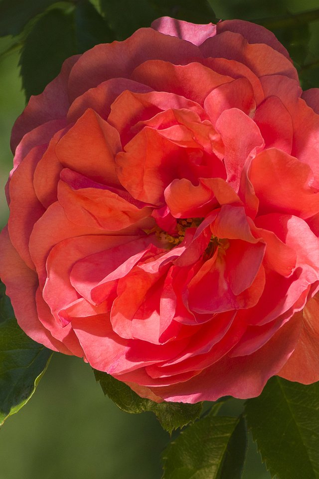 Обои макро, роза, лепестки, красная, красота, macro, rose, petals, red, beauty разрешение 1920x1286 Загрузить