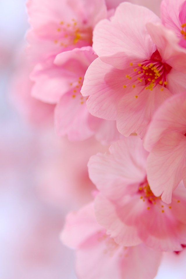 Обои цветение, макро, вишня, сакура, цветки, flowering, macro, cherry, sakura, flowers разрешение 3008x2000 Загрузить