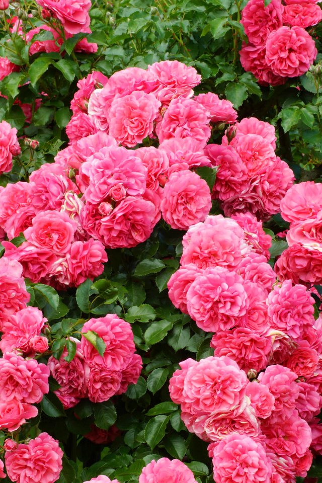 Обои цветы, розы, розовый, куст, flowers, roses, pink, bush разрешение 1920x1280 Загрузить