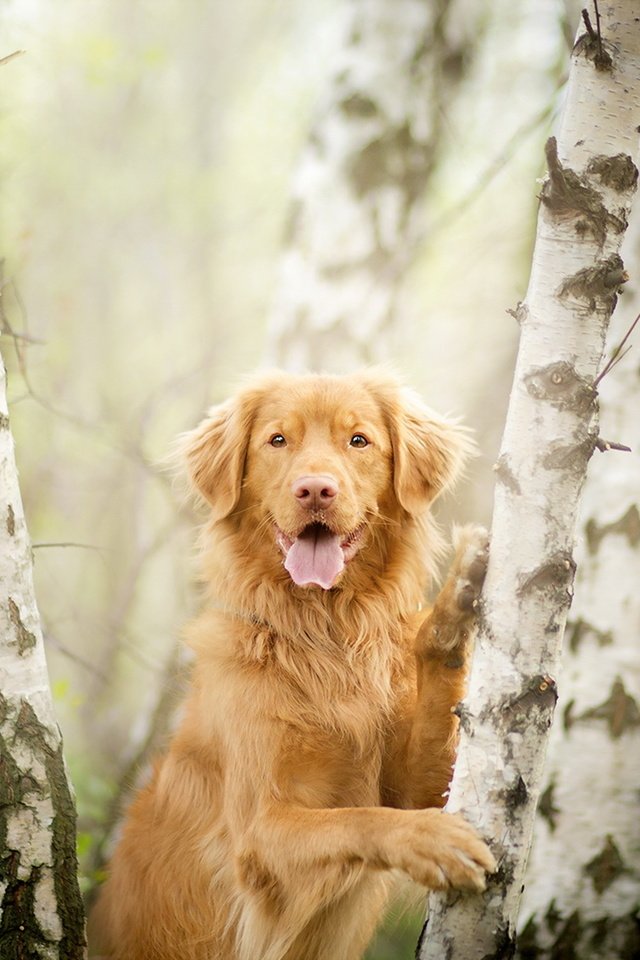 Обои деревья, взгляд, собака, друг, золотистый ретривер, trees, look, dog, each, golden retriever разрешение 1920x1219 Загрузить