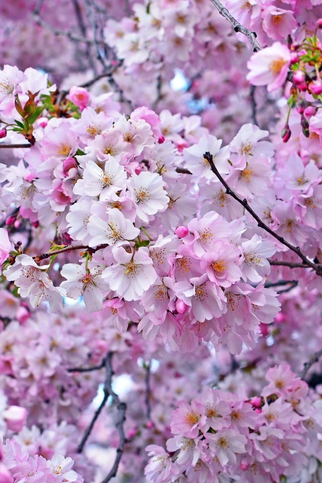 Обои дерево, весна, розовый, вишня, сакура, tree, spring, pink, cherry, sakura разрешение 3000x2000 Загрузить