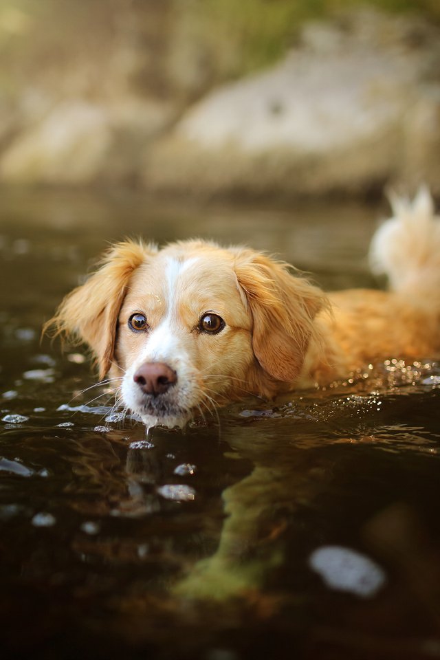 Обои вода, мордочка, взгляд, собака, щенок, water, muzzle, look, dog, puppy разрешение 2048x1365 Загрузить