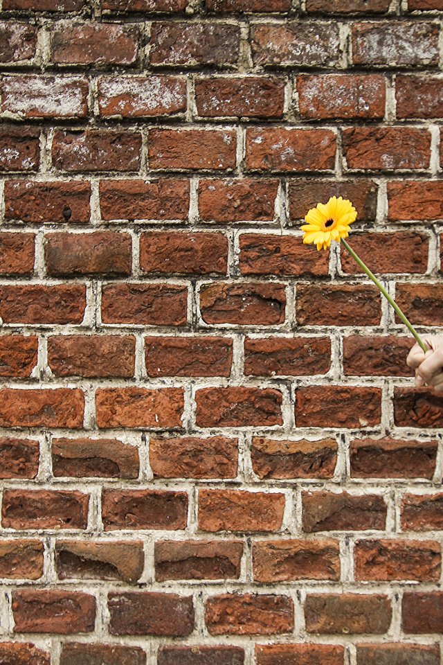 Обои рука, цветок, стена, подарок, гербера, hand, flower, wall, gift, gerbera разрешение 2048x1365 Загрузить