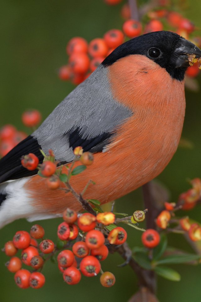 Обои ветка, птица, клюв, ягоды, перья, снегирь, пираканта, branch, bird, beak, berries, feathers, bullfinch, english разрешение 4928x3264 Загрузить