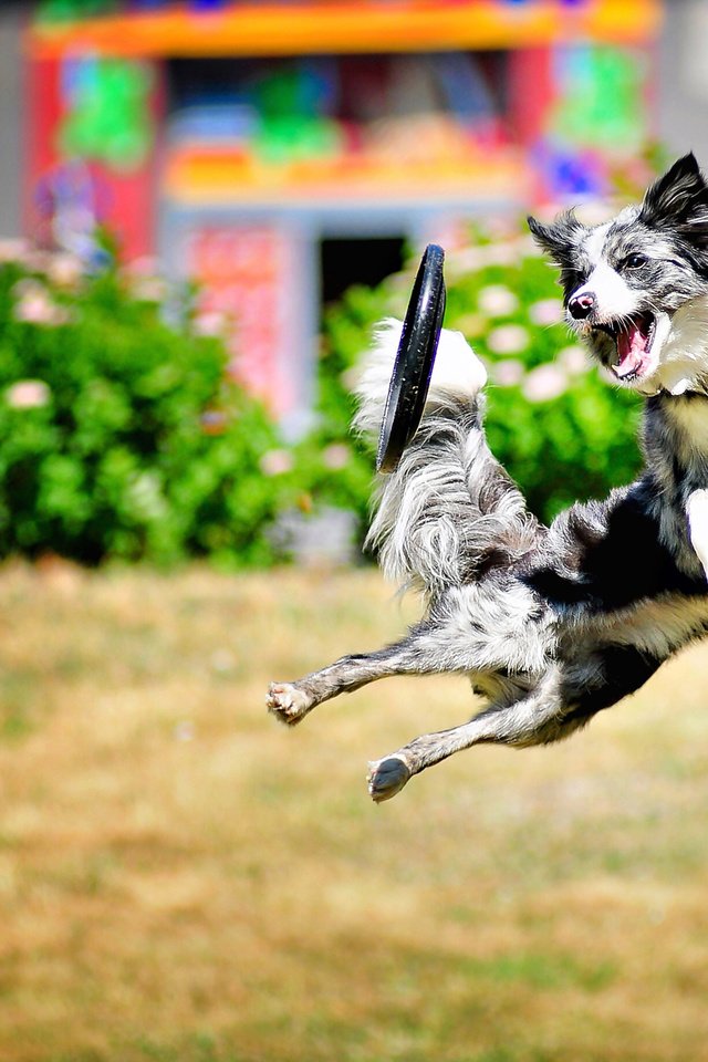 Обои собака, прыжок, игра, dog, jump, the game разрешение 2560x1652 Загрузить