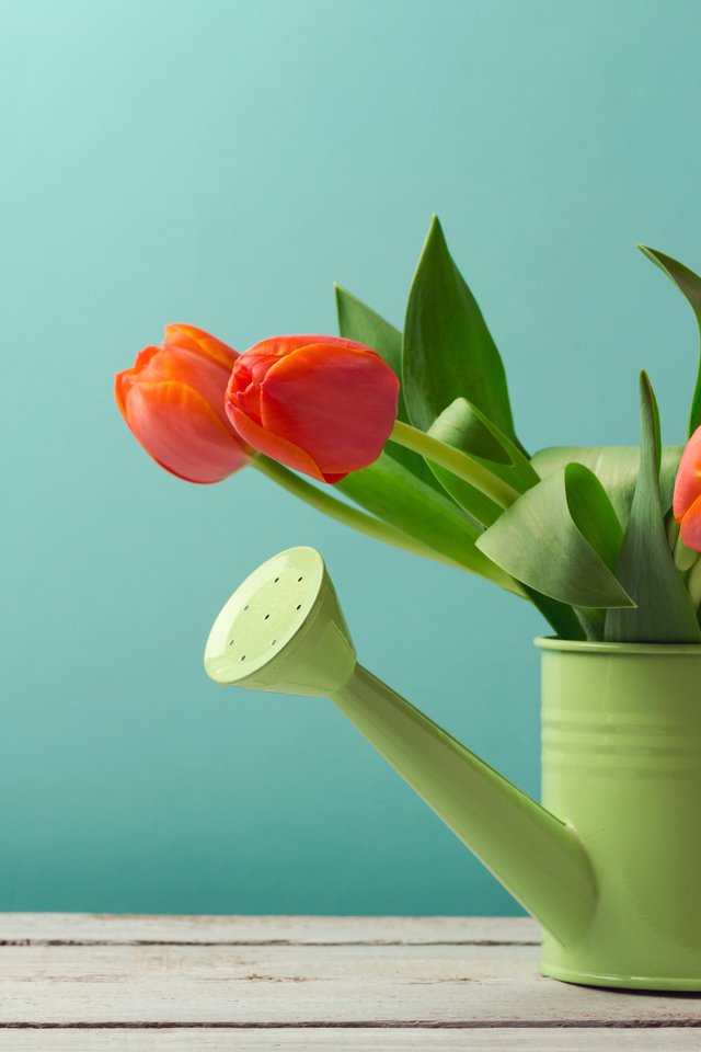 Обои цветы, фон, красные, стол, букет, тюльпаны, зеленая, лейка, flowers, background, red, table, bouquet, tulips, green, lake разрешение 5389x3593 Загрузить