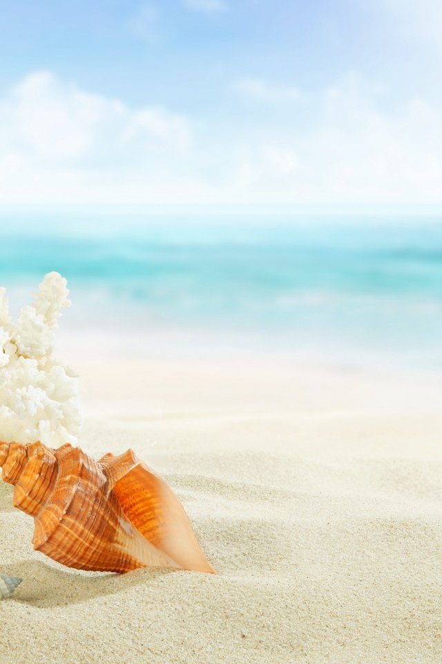 Обои берег, песка, seashells, море, летнее, песок, пляж, ракушки, голубая, морская звезда, рай, shore, sea, summer, sand, beach, shell, blue, starfish, paradise разрешение 2880x2119 Загрузить