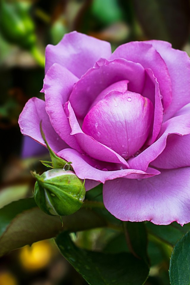 Обои цветение, роза, роз, цветком, фиалка, flowering, rose, roses, flower, violet разрешение 2048x1365 Загрузить