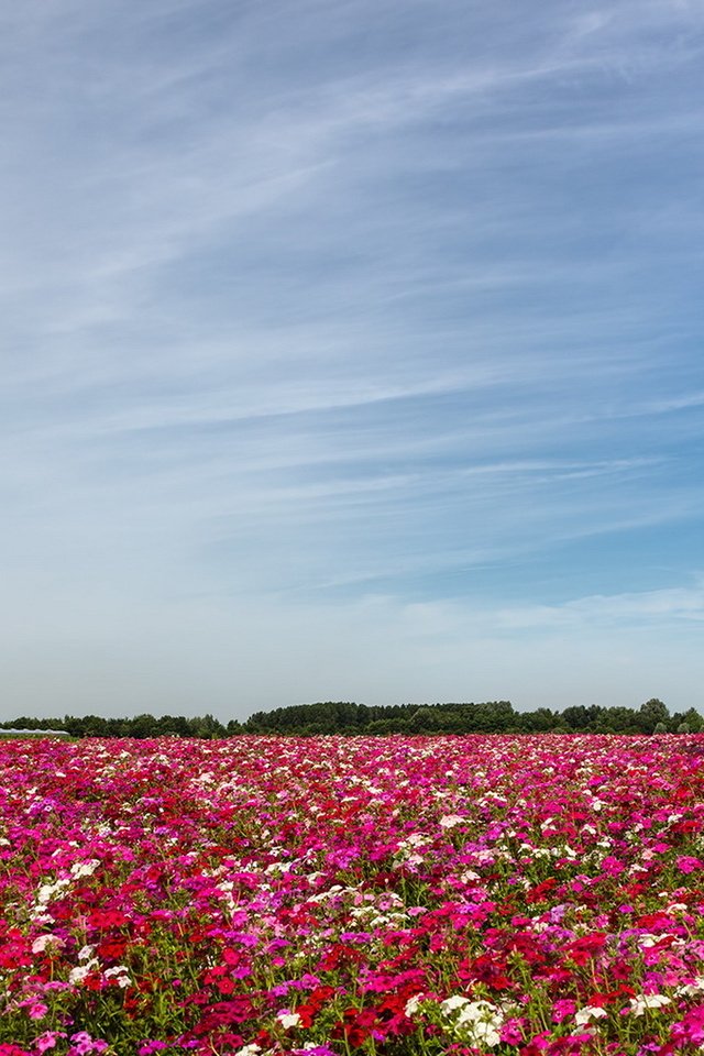 Обои цветы, пейзаж, поле, flowers, landscape, field разрешение 1920x1080 Загрузить