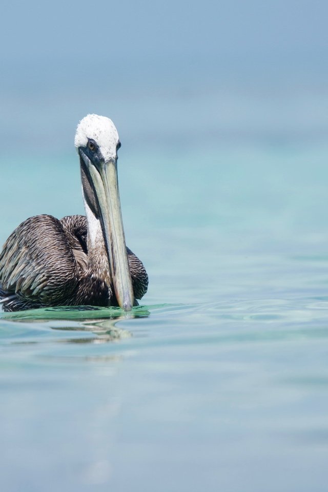 Обои природа, птица, пеликан, nature, bird, pelican разрешение 2048x1425 Загрузить