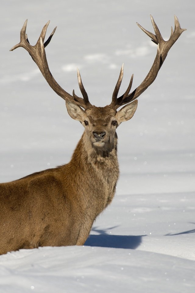 Обои снег, олень, зима, рога, сугробы, snow, deer, winter, horns, the snow разрешение 2880x1920 Загрузить