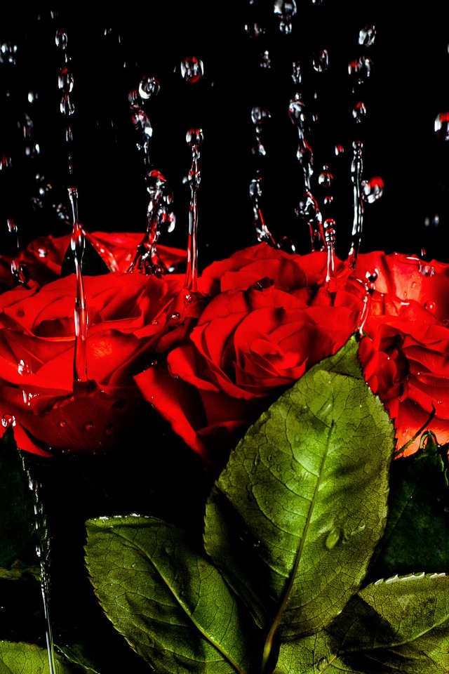 Обои вода, капли, розы, красные, букет, краcный, роз, water, drops, roses, red, bouquet разрешение 2670x1780 Загрузить