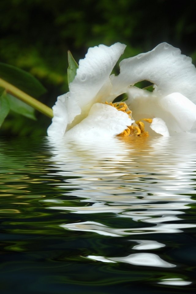 Обои вода, отражение, цветок, лепестки, белый, пион, water, reflection, flower, petals, white, peony разрешение 1920x1208 Загрузить