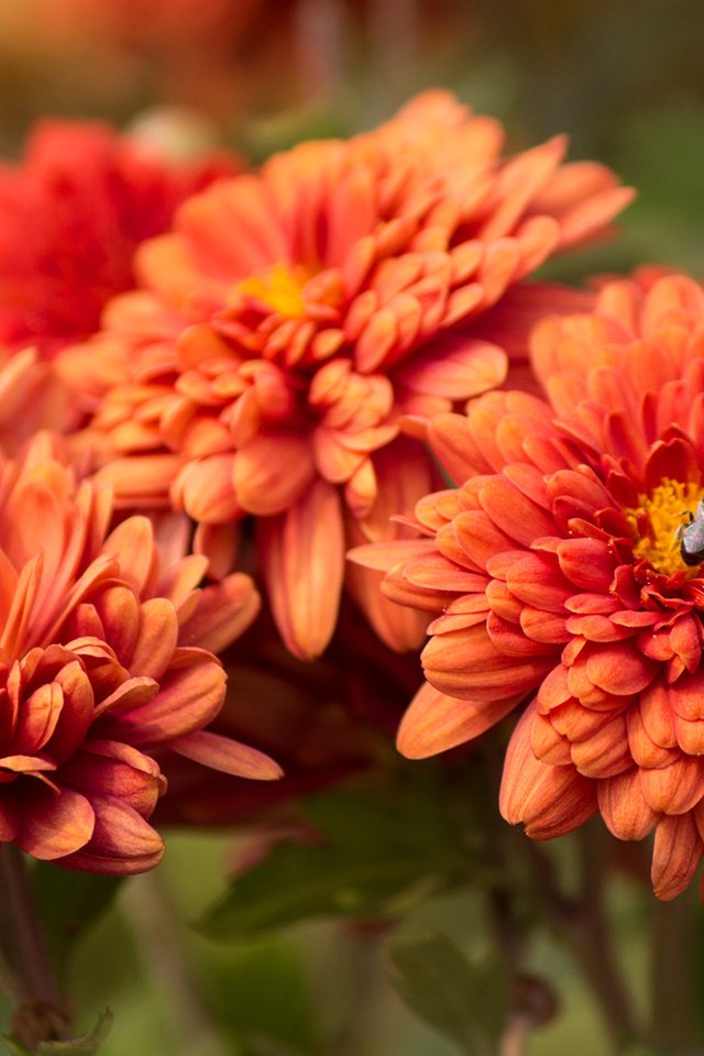 Обои цветы, макро, насекомое, оранжевые, flowers, macro, insect, orange разрешение 1920x1200 Загрузить