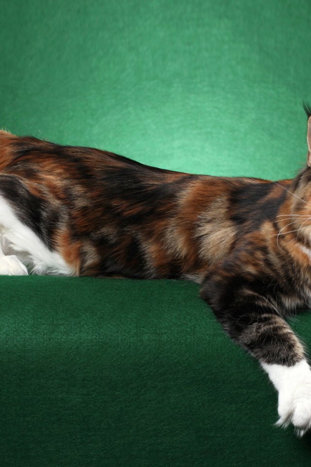 Обои кошка, позирует, кисточки, мейн-кун, cat, posing, brush, maine coon разрешение 1920x1200 Загрузить
