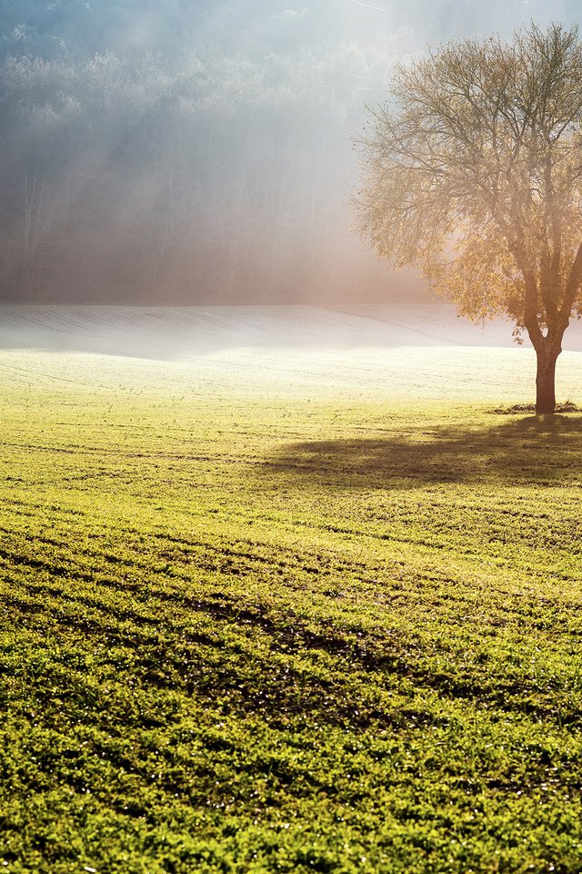 Обои природа, дерево, туман, поле, солнечные лучи, nature, tree, fog, field, the sun's rays разрешение 2880x1800 Загрузить