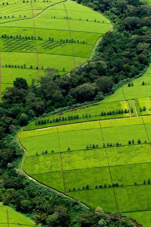 Обои природа, зелень, плантации, bing, чайные, nature, greens, plantation, tea разрешение 1920x1200 Загрузить