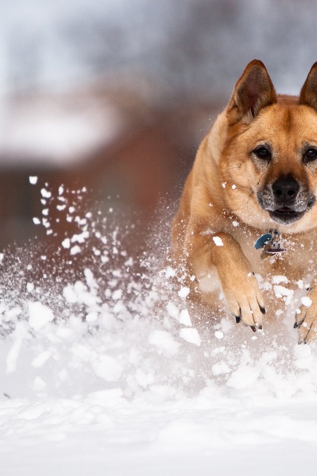 Обои снег, собака, немецкая овчарка, fpat, snow, dog, german shepherd разрешение 3840x2400 Загрузить