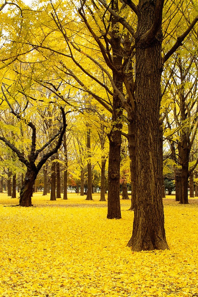 Обои деревья, природа, пейзаж, парк, осень, япония, trees, nature, landscape, park, autumn, japan разрешение 1920x1200 Загрузить