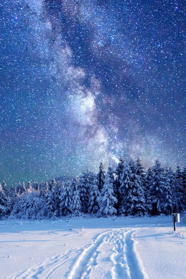 Обои небо, деревья, лес, зима, звезды, млечный путь, the sky, trees, forest, winter, stars, the milky way разрешение 1920x1080 Загрузить