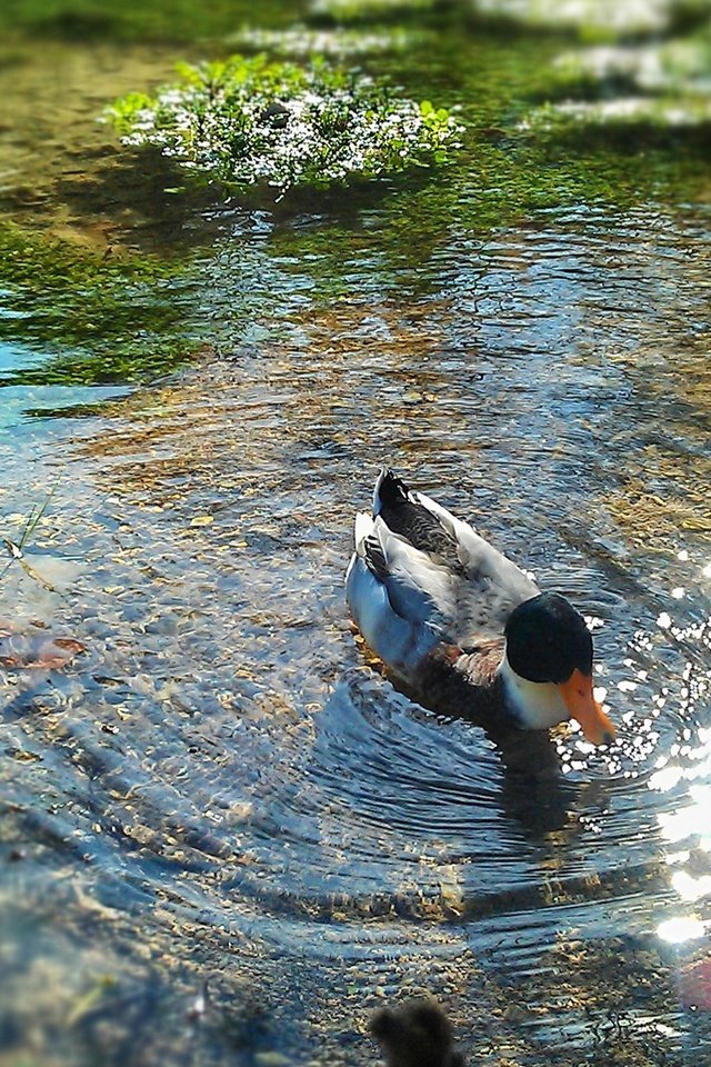 Обои вода, природа, птица, пруд, утка, water, nature, bird, pond, duck разрешение 2560x1440 Загрузить