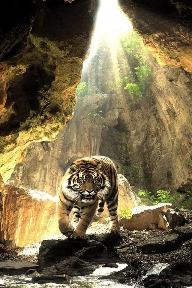 Обои тигр, животные, хищник, пещера, дикая природа, tiger, animals, predator, cave, wildlife разрешение 1920x1080 Загрузить