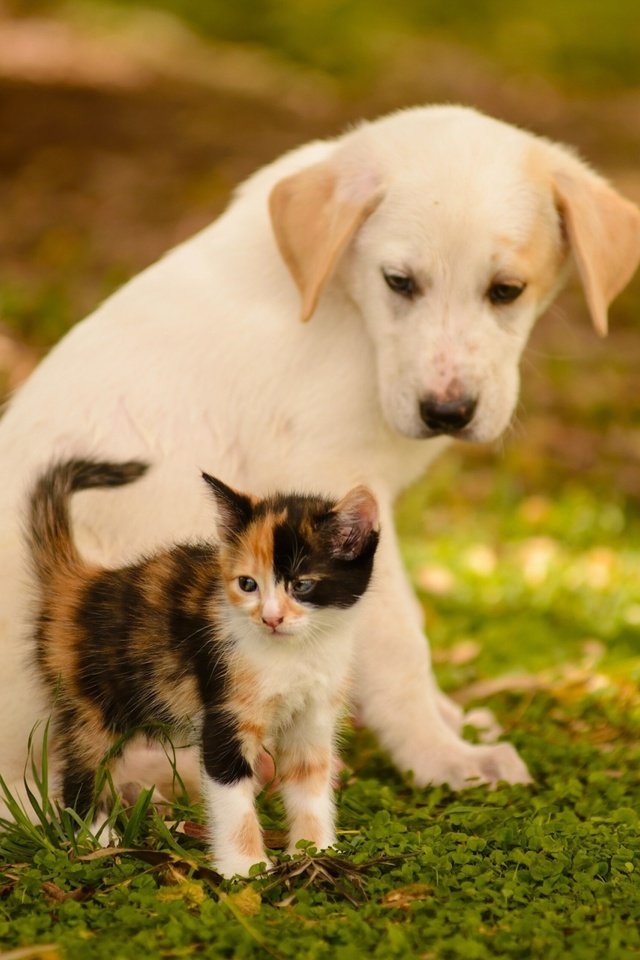 Обои животные, кошка, котенок, собака, щенок, друзья, боке, animals, cat, kitty, dog, puppy, friends, bokeh разрешение 2560x1600 Загрузить