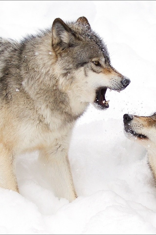 Родина дружелюбного волка. Животных Волков. Пара животных. Пара животных зимой.
