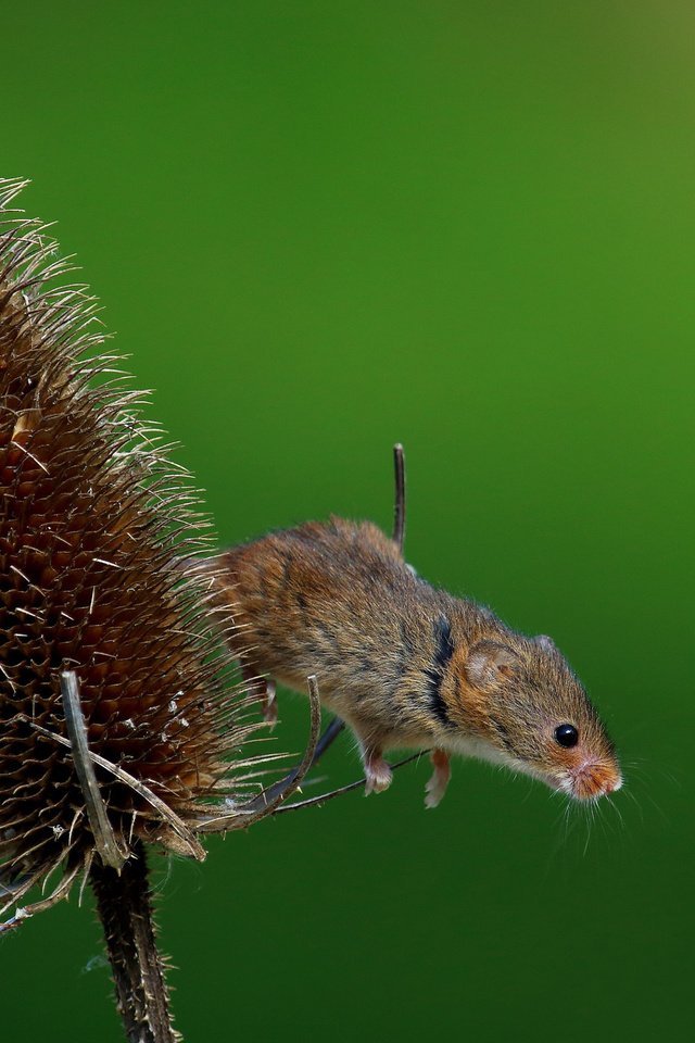 Обои природа, макро, лето, мышь, растение, мышка, harvest mouse, мышь-малютка, nature, macro, summer, mouse, plant, the mouse is tiny разрешение 2048x1365 Загрузить