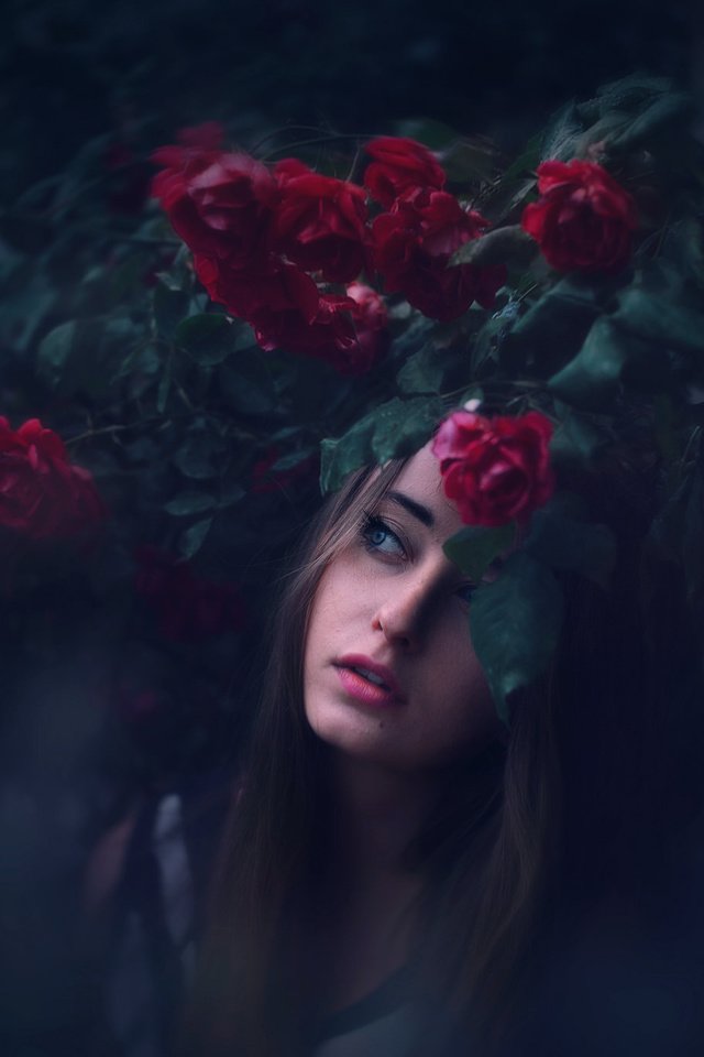 Обои девушка, розы, lichon, piekny, girl, roses разрешение 2048x1365 Загрузить