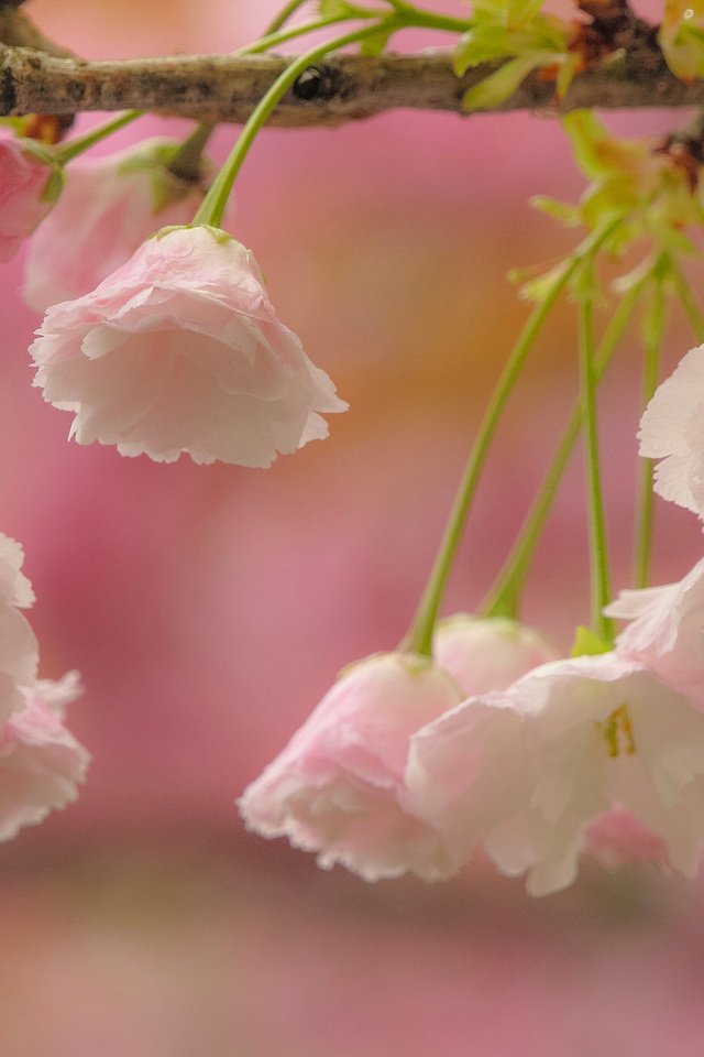 Обои цветы, ветка, цветение, макро, вишня, сакура, flowers, branch, flowering, macro, cherry, sakura разрешение 2048x1365 Загрузить