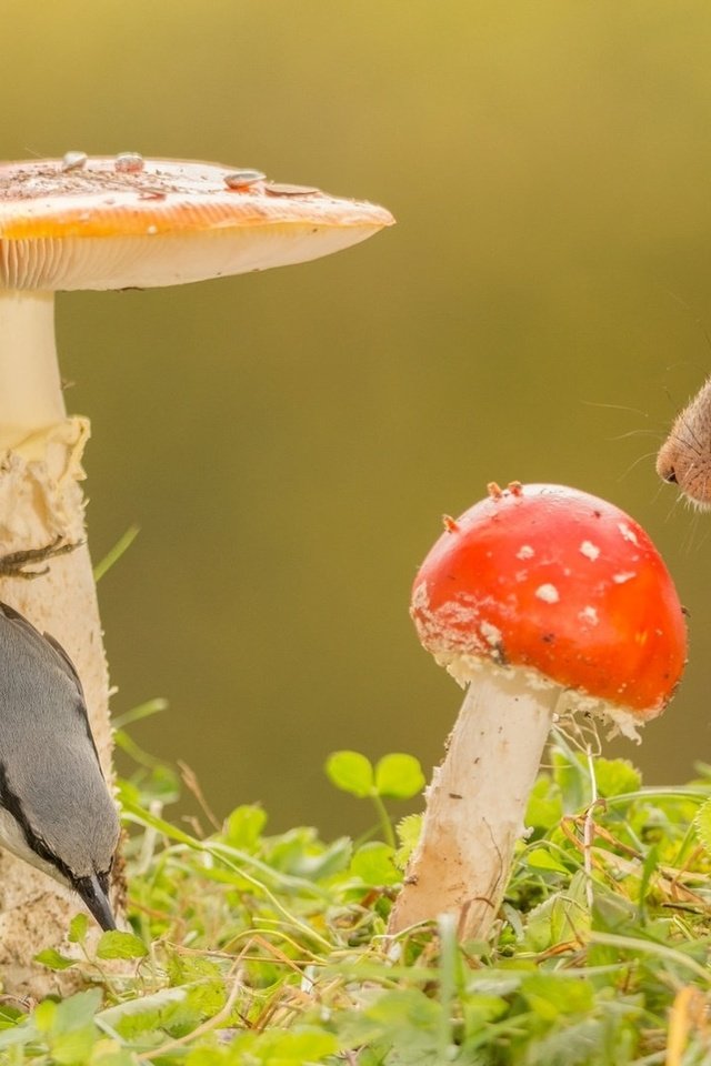 Обои трава, природа, животные, грибы, птица, белка, grass, nature, animals, mushrooms, bird, protein разрешение 1920x1080 Загрузить