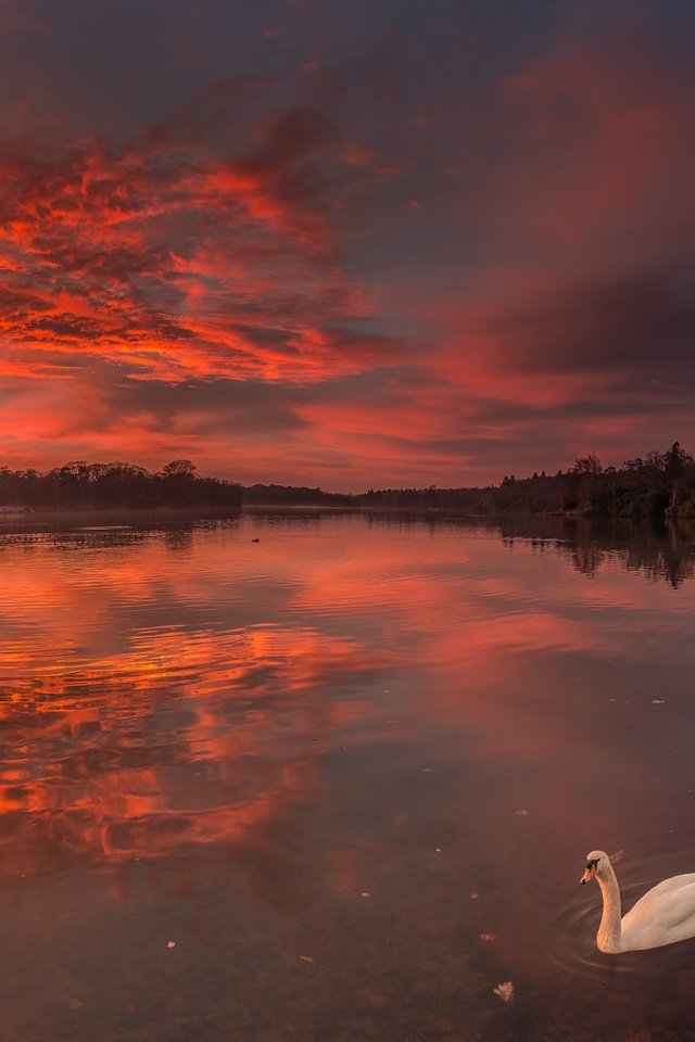 Обои озеро, закат, птицы, лебеди, lake, sunset, birds, swans разрешение 2048x1114 Загрузить