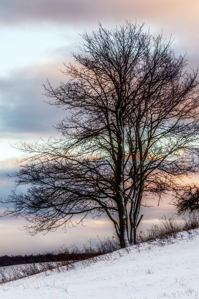 Обои снег, дерево, зима, snow, tree, winter разрешение 2560x1560 Загрузить