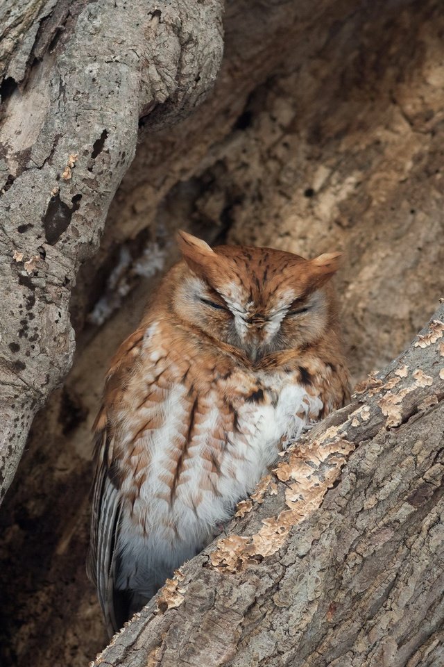 Обои сова, дерево, спит, птица, кора, дупло, owl, tree, sleeping, bird, bark, the hollow разрешение 2047x1270 Загрузить