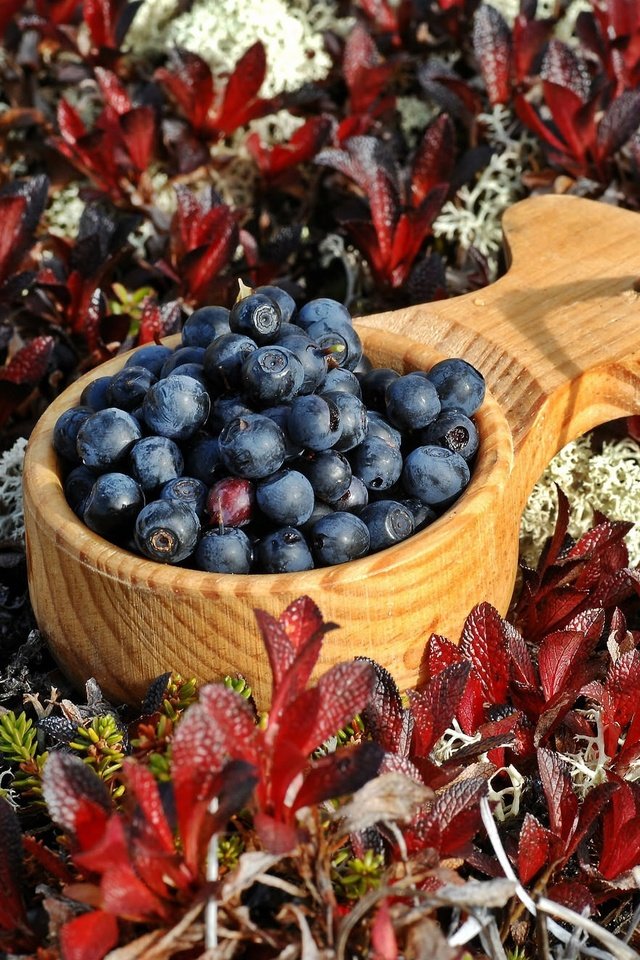 Обои растения, листья, ягоды, черника, ковшик, plants, leaves, berries, blueberries, scoop разрешение 1993x1322 Загрузить