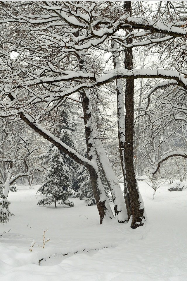 Обои деревья, снег, зима, парк, мороз, деревь, изморозь, wintet, trees, snow, winter, park, frost разрешение 3016x1907 Загрузить
