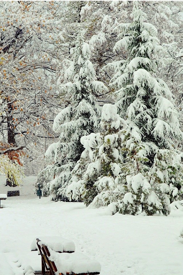 Обои деревья, снег, зима, парк, скамейки, деревь, изморозь, trees, snow, winter, park, benches, frost разрешение 3000x1910 Загрузить