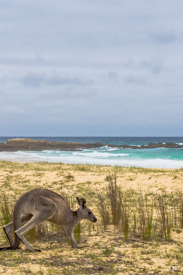 Обои берег, море, австралия, кенгуру, shore, sea, australia, kangaroo разрешение 2668x1440 Загрузить