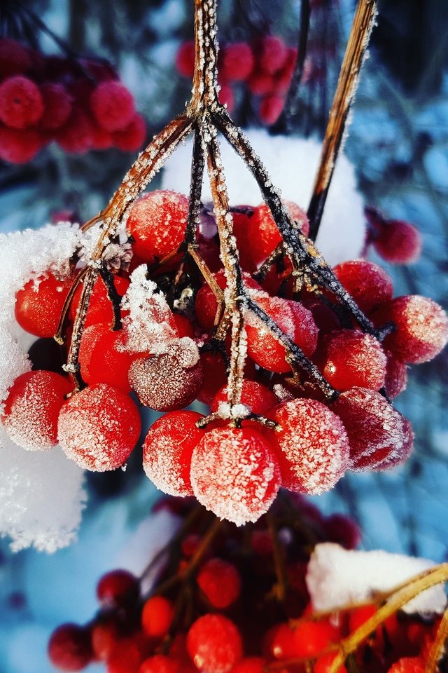 Обои ветка, снег, зима, макро, иней, холод, ягоды, калина, branch, snow, winter, macro, frost, cold, berries, kalina разрешение 3024x3024 Загрузить