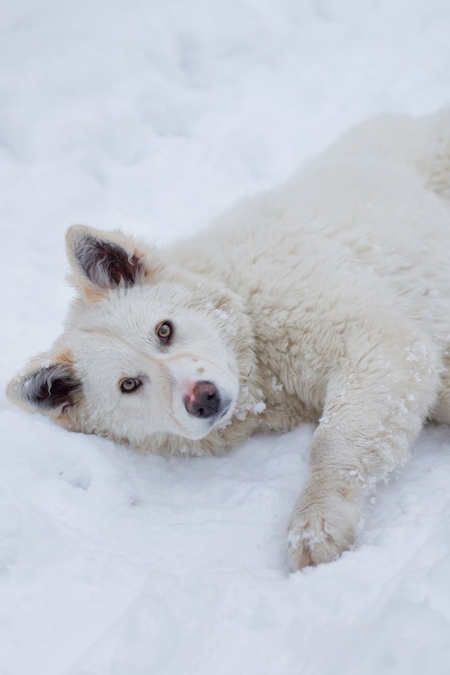 Обои снег, зима, взгляд, пушистый, собака, лежит, песик, snow, winter, look, fluffy, dog, lies, doggie разрешение 5202x3468 Загрузить