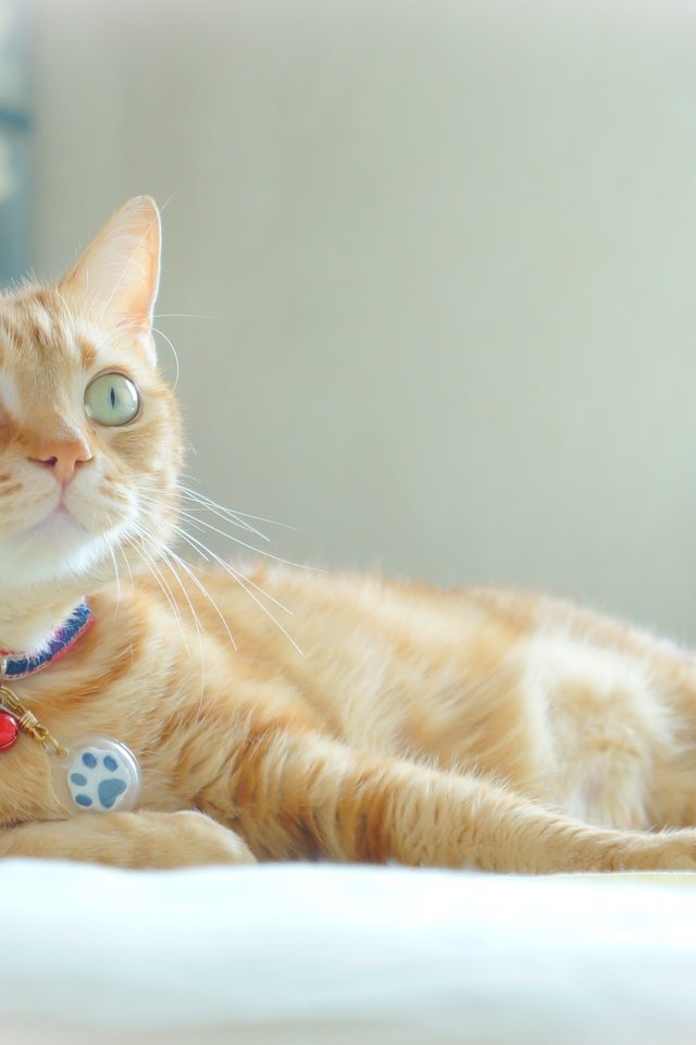 Обои глаза, кот, рыжий, eyes, cat, red разрешение 4707x3128 Загрузить