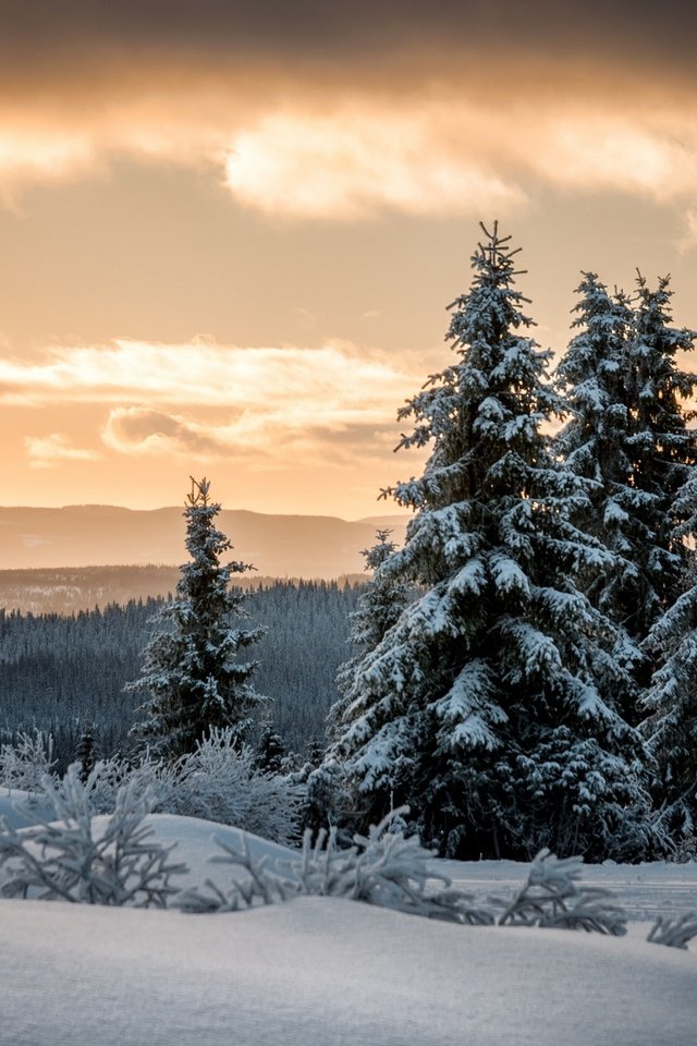 Обои снег, лес, зима, ели, норвегия, лиллехаммер, snow, forest, winter, ate, norway, lillehammer разрешение 2000x1329 Загрузить